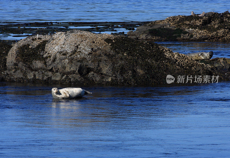 海豹