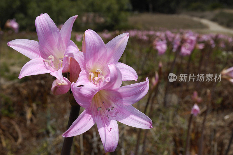 一簇孤挺花“裸女士”花