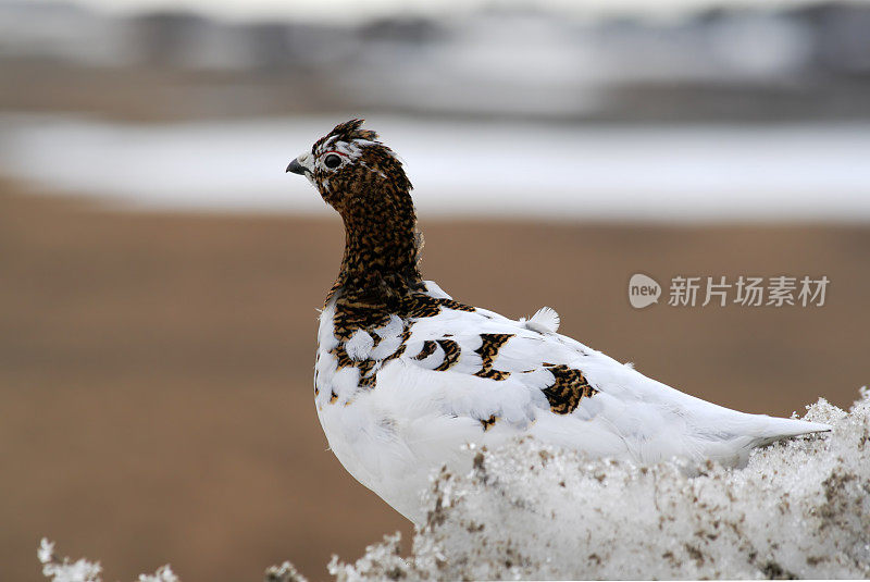 雪堆里的雷鸟。