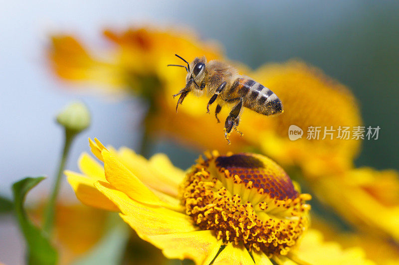蜜蜂在飞