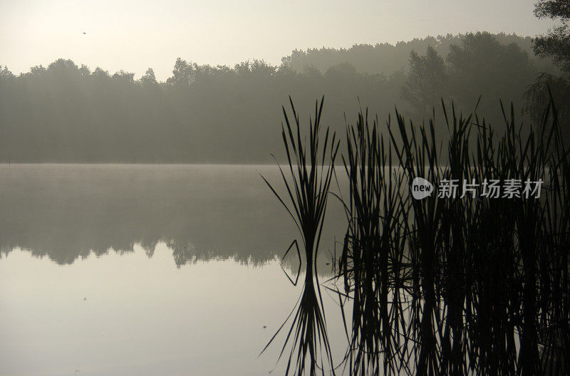 清晨湖边的景色