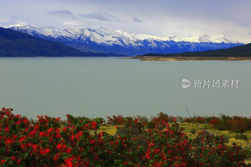 阿根廷湖，春天红花estepe，巴塔哥尼亚，卡拉法特