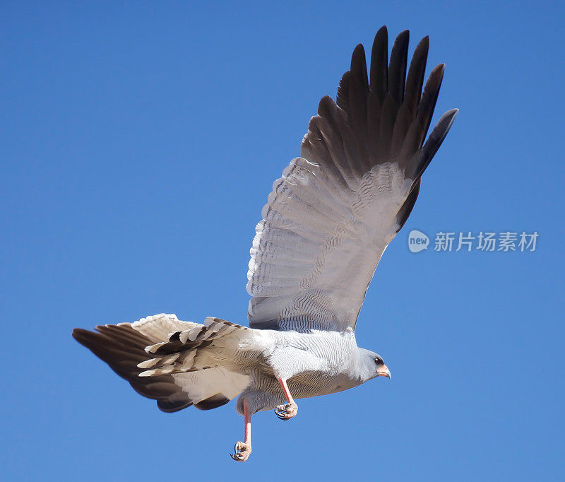 浅唱苍鹰