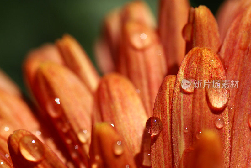 米迦勒节雏菊细节与雨滴