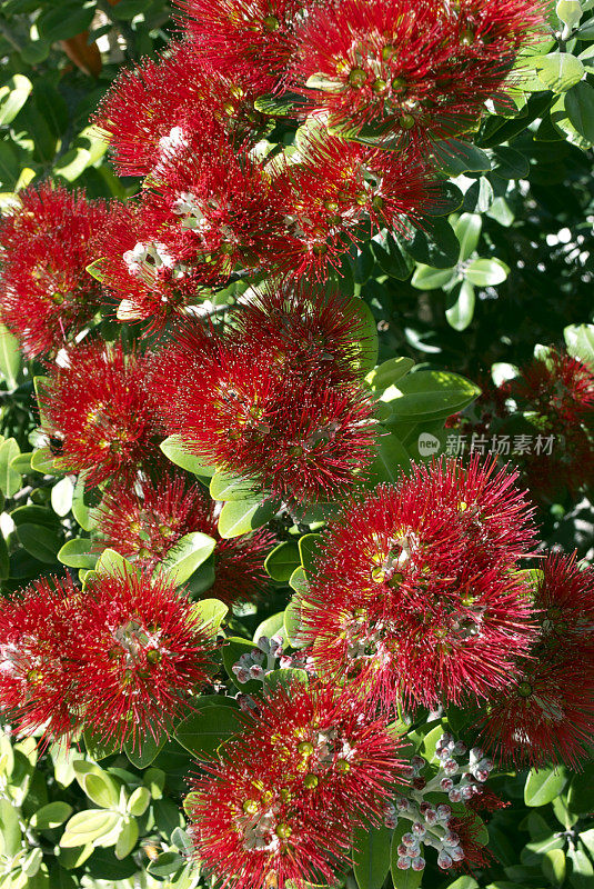 新西兰Pohutukawa