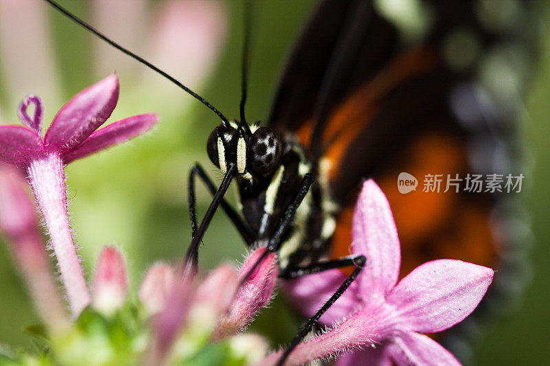 蝴蝶和鲜花