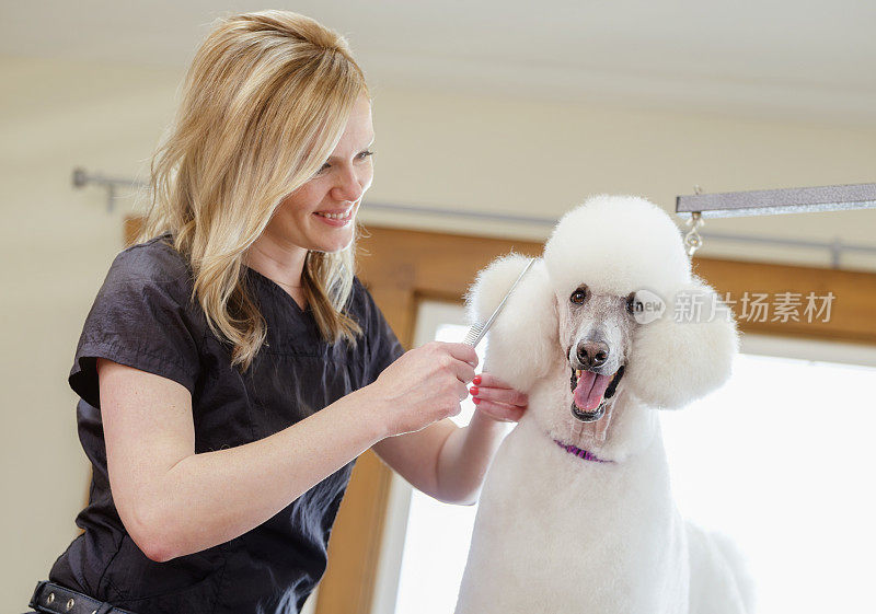 专业的狗美容师在宠物沙龙