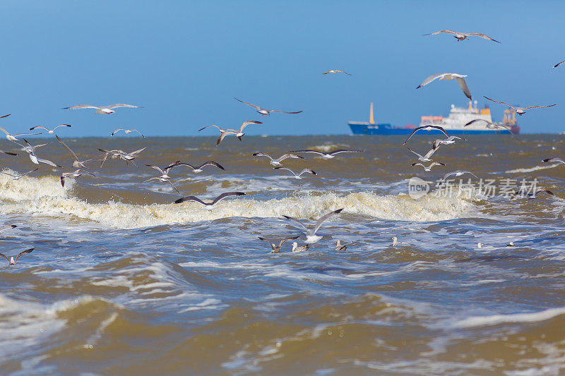 海鸥飞过大海