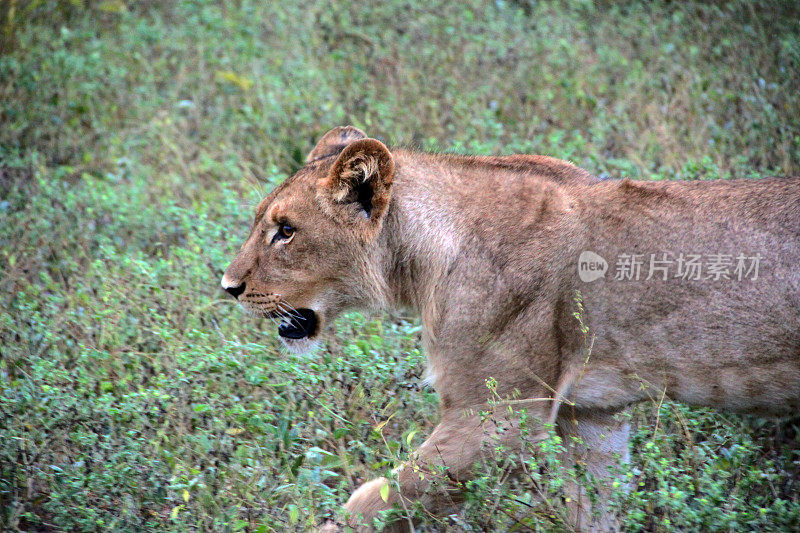 博茨瓦纳:丘比国家公园的狮子在散步