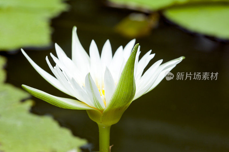 Lotus睡莲。