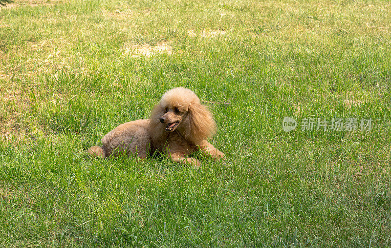 狮子狗在草地上休息