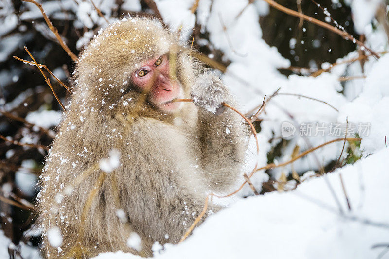 日本雪猴妈妈在野外