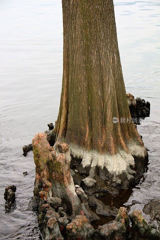 湖少校的树