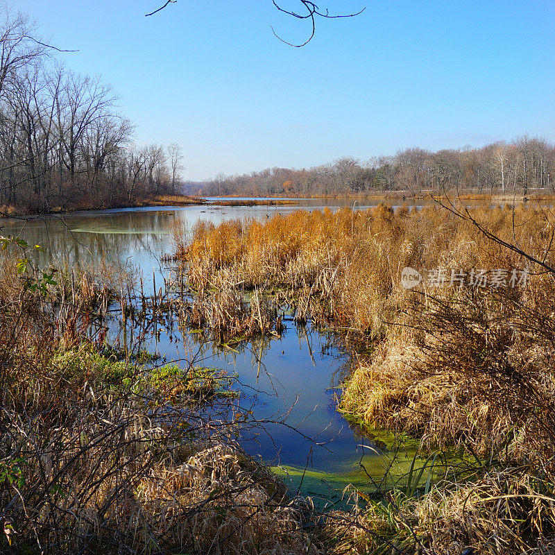 维舍渡口自然保护区湿地生态系统，雷克斯福德，克利夫顿公园，纽约