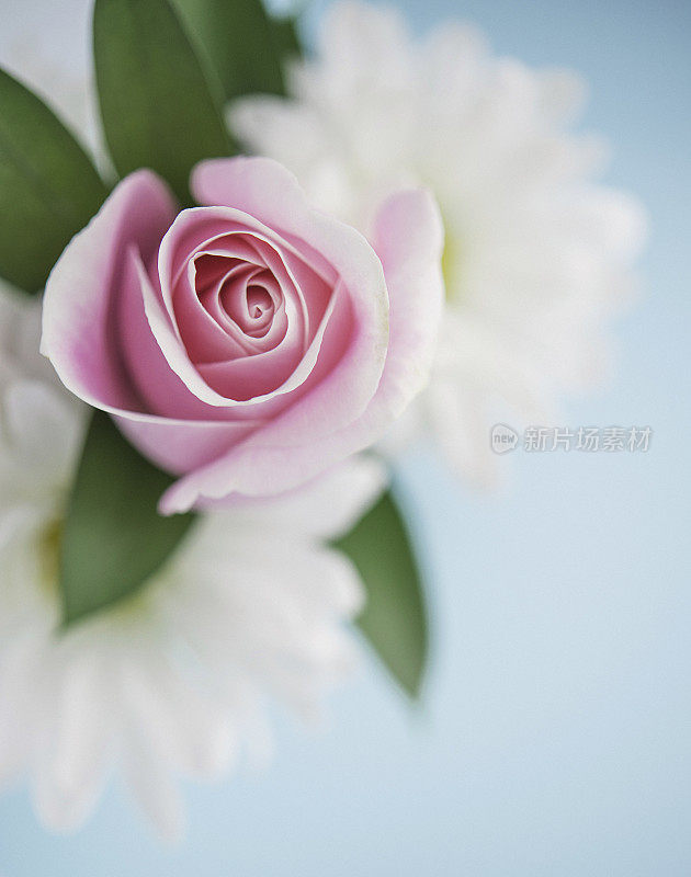 充满活力的母亲节花束与玫瑰和白色的大丽花
