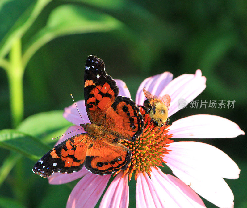 飞蛾和蜜蜂