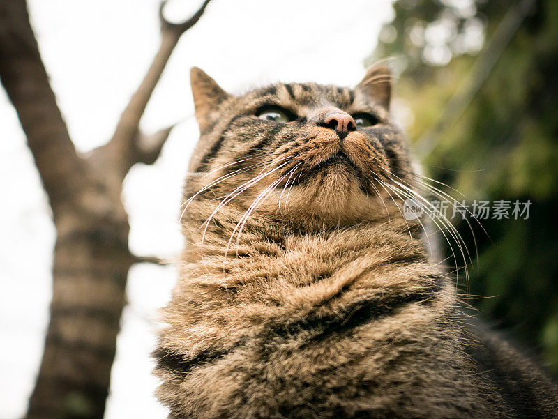 只流浪猫