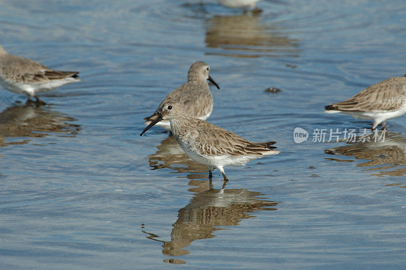 滨鸟在湿地觅食