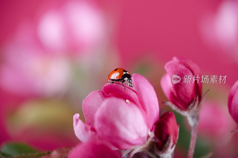 瓢虫在粉红色海棠花上。