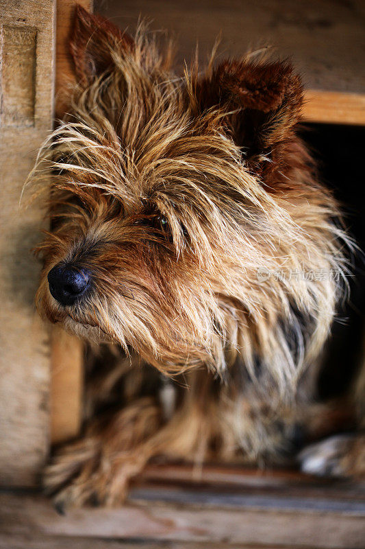 约克郡犬特写肖像