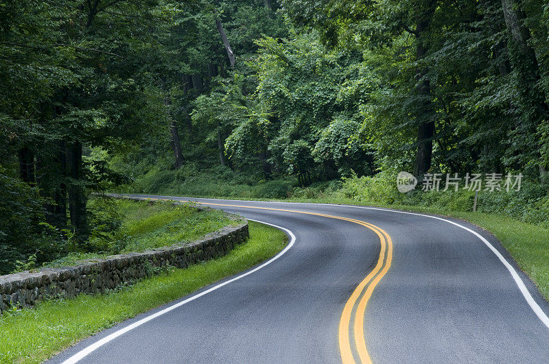 弯曲的森林道路