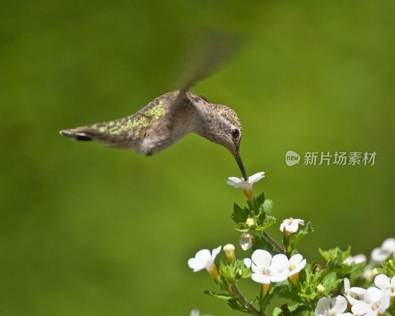 蜂鸟在吸花蜜