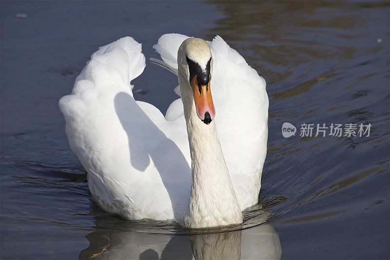 疣鼻天鹅