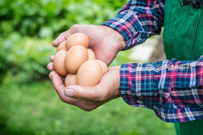 鸡蛋放在手中。近距离观察熟练的老农抱着鸡蛋