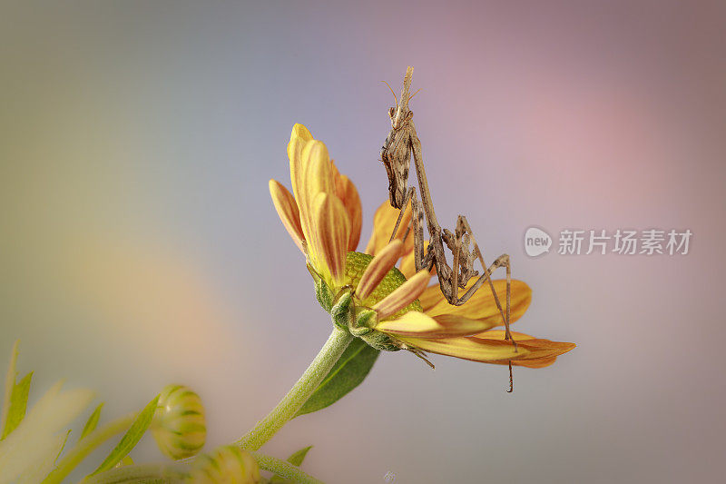 恩普萨在一朵花里