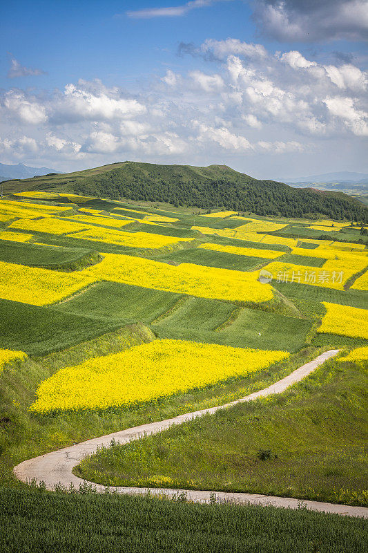 这条乡间小路穿过油菜田