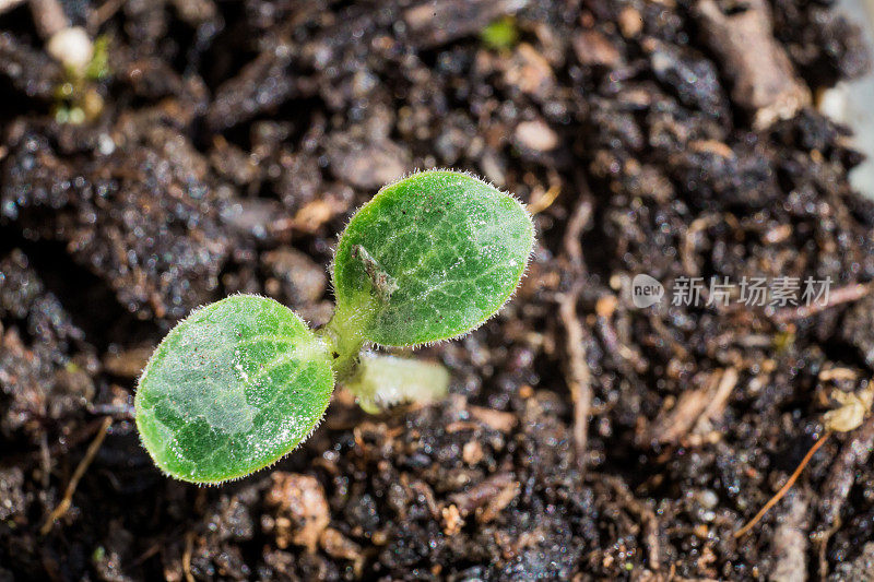 顶部宏观视图的年轻植物与两个绿色的叶子