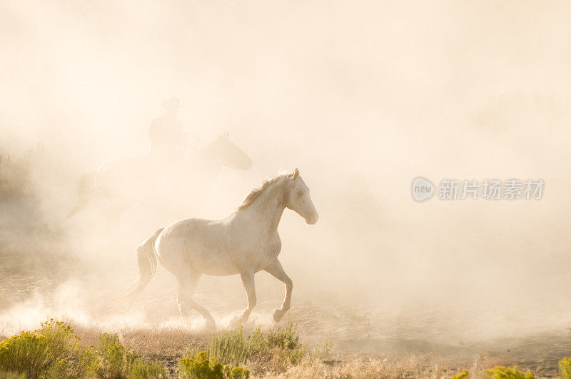 白色野马在尘土飞扬的背景拷贝空间里奔跑