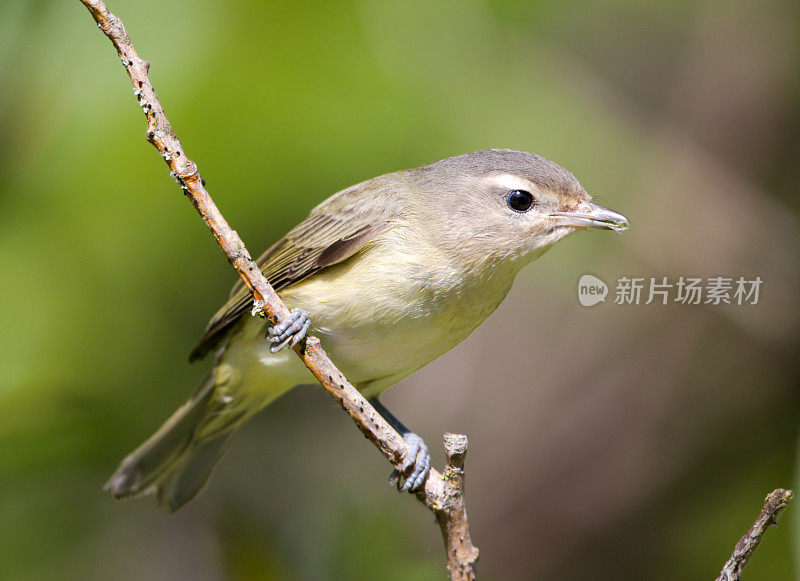 颤音绿鹃