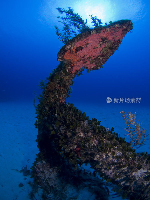 锚覆盖在红色海绵和生长