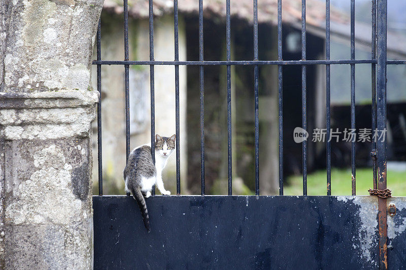 盯着一只小猫在一扇栓着的门上