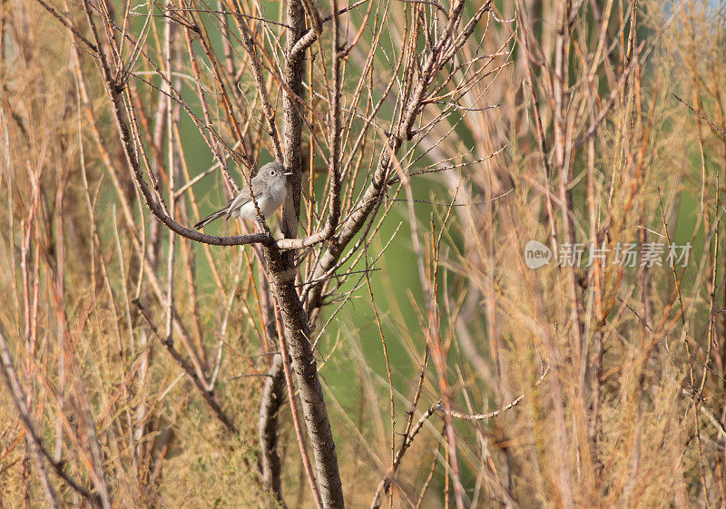 蓝灰色Knatcatcher