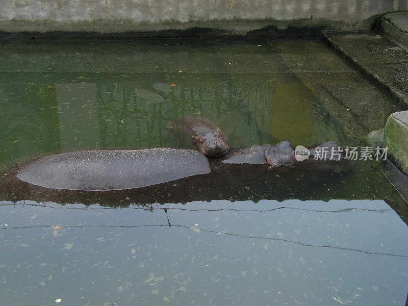 河马宝宝午睡