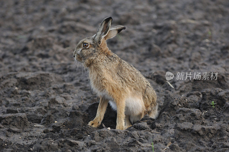 田野里的欧洲野兔