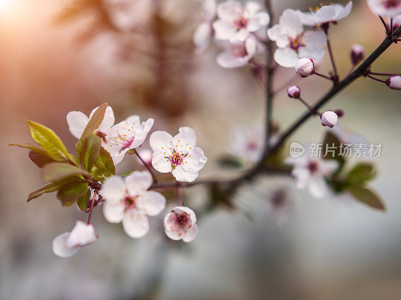 樱花樱花