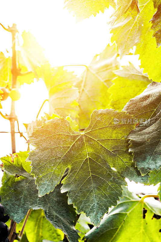 新鲜的葡萄叶子在阳光下的法国葡萄园