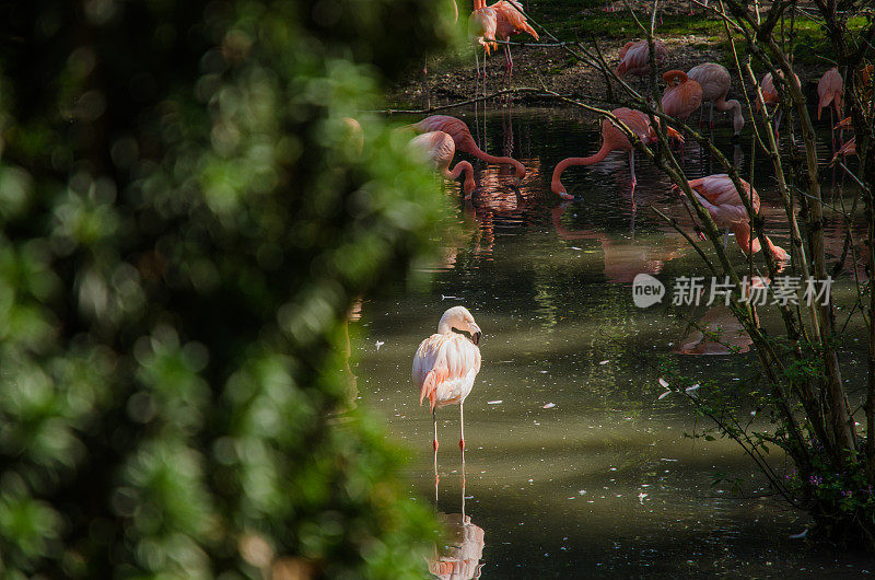 美丽的粉红色火烈鸟在湖里