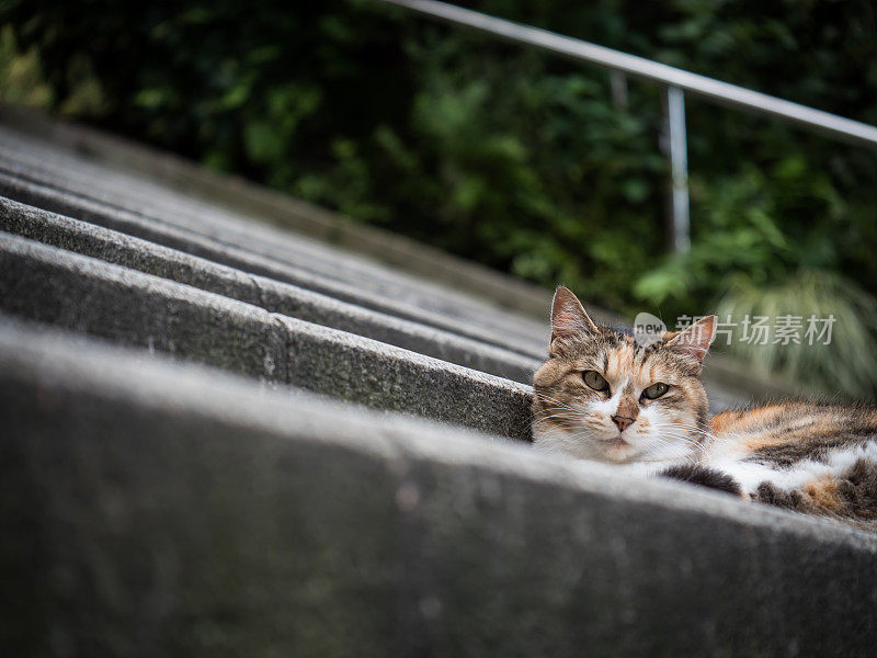 只流浪猫