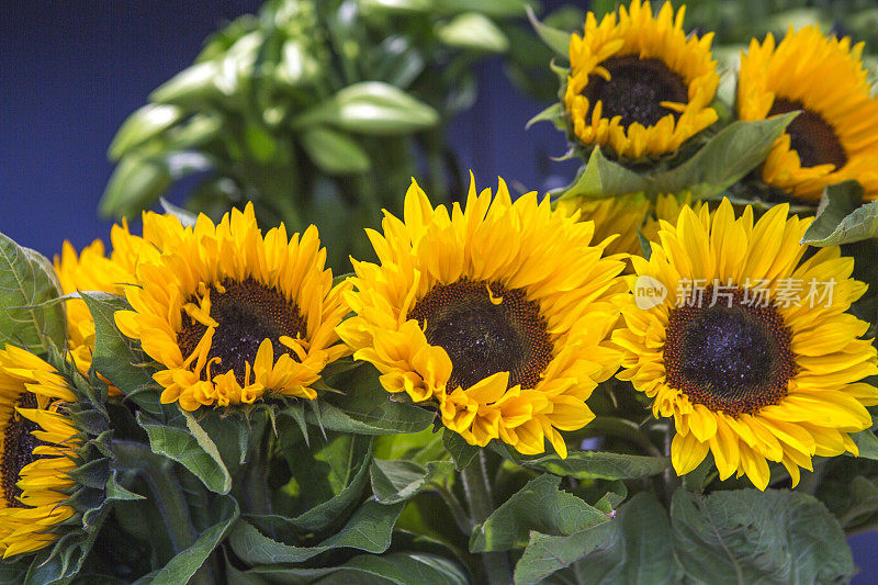 比利时根特花卉市场出售的向日葵
