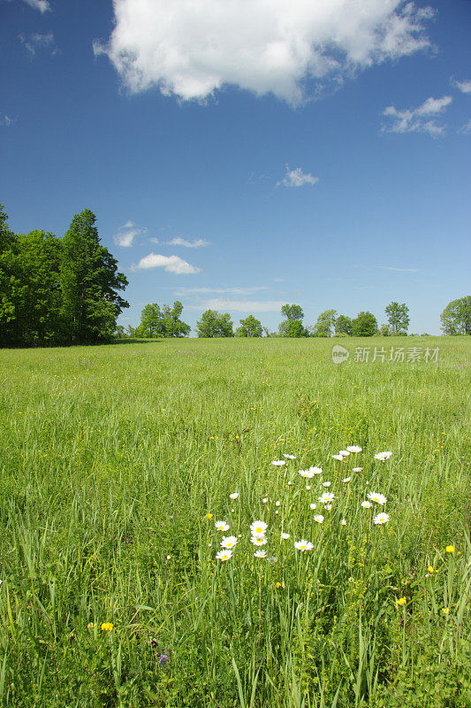 夏天种秣草地