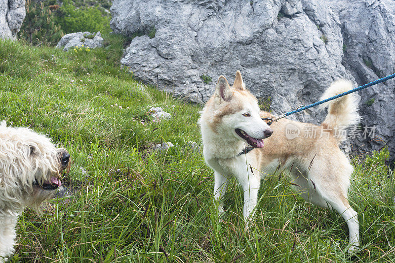 欧洲斯洛维尼亚山区的柴犬和白梗