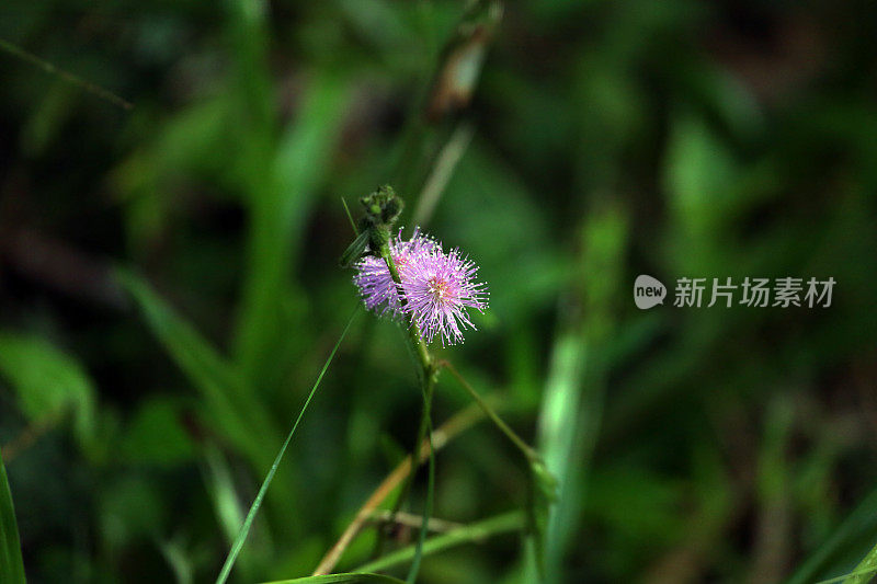 印度尼西亚:热带雨林里害羞的花朵公主