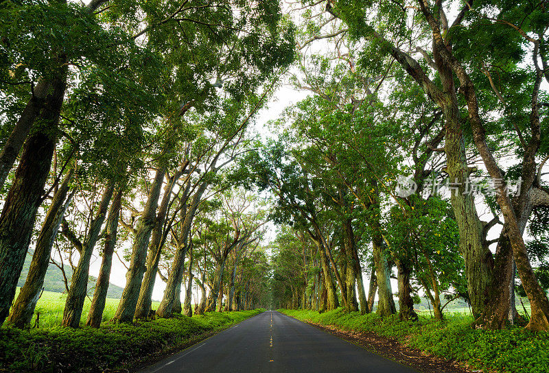 夏威夷考艾岛的公路和树隧道