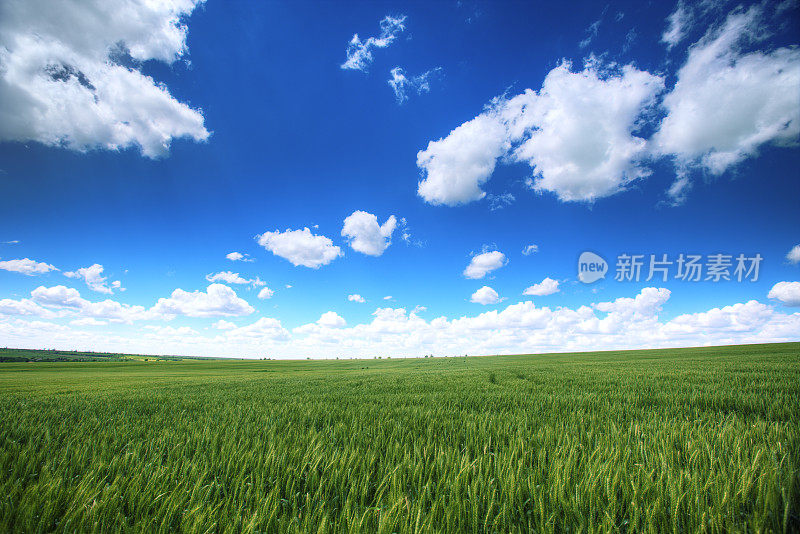 春天的草地，绿草如茵，蓝天白云
