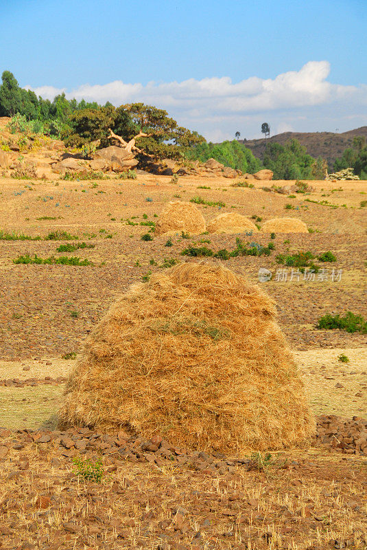 干草堆在埃塞俄比亚