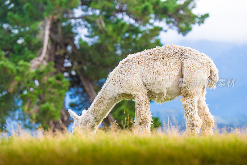 新西兰南岛的白色羊驼